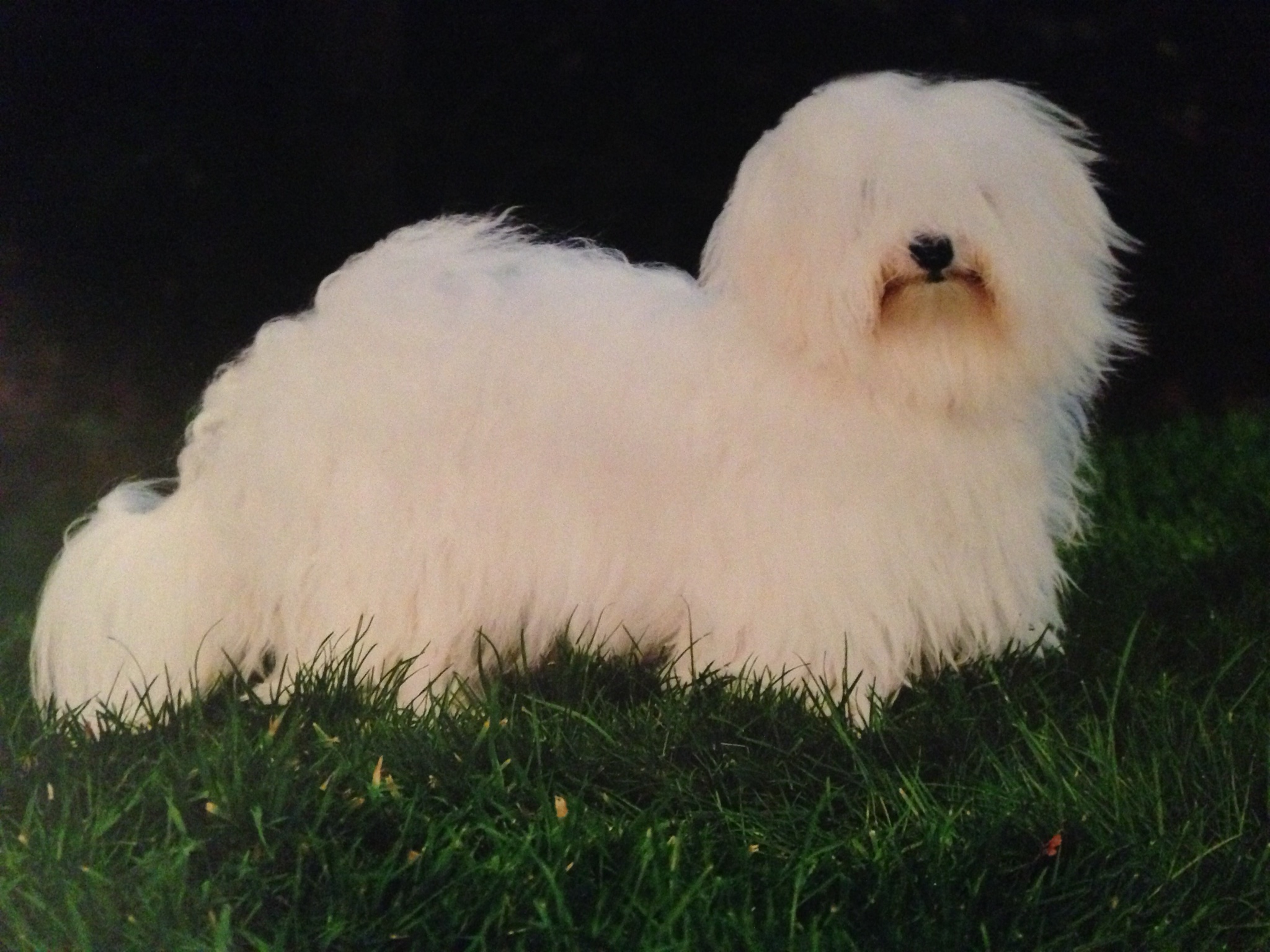 The UK Coton de Tulear Breed Standard and The FCI breed Standard Cukoton